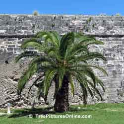 Palm Tree, Palm Tree Growing Against Stone Fort Wall, Bermuda Dock Yards