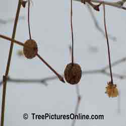 Sycamore Tree Fruit: Winter Picture of Sycamore Fruit