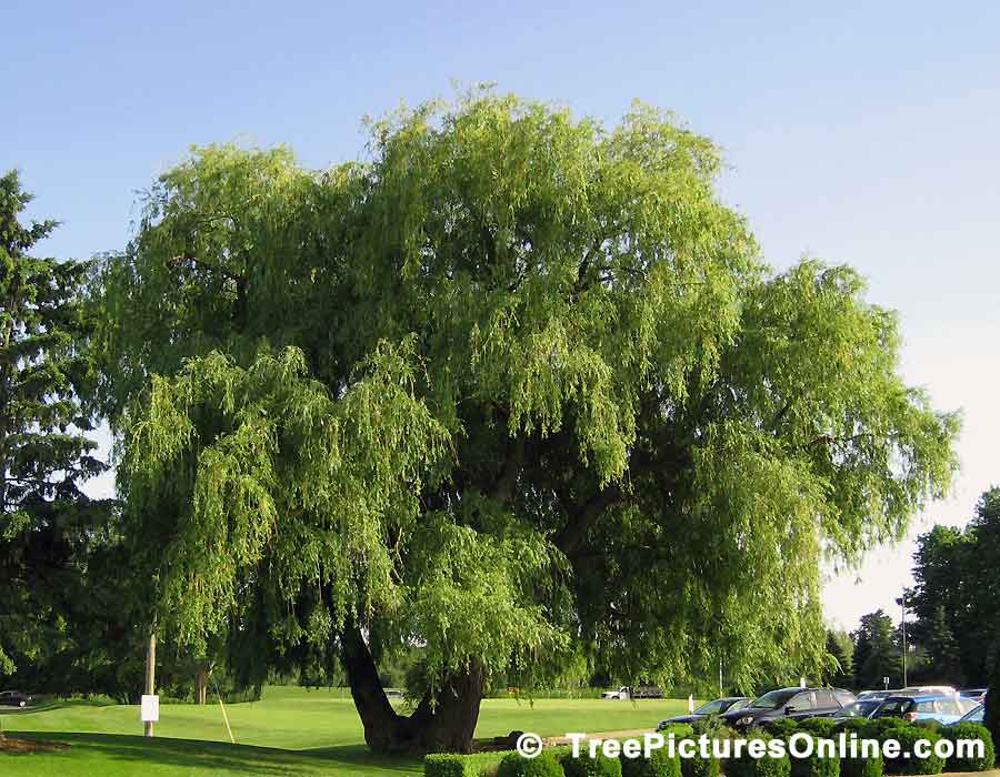 Willows: Impressive Willow Tree at the Golf Course