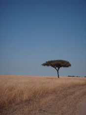 Lone Acacia Tree