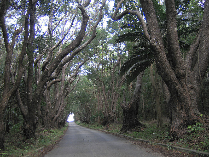 mahogany-trees.jpg