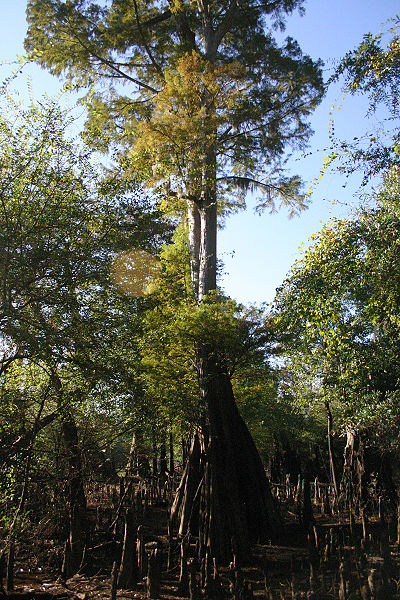 cypress tree trees swamps begins logging month history treepicturesonline majestic thetandd