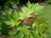 maple leaf picture