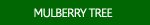 Mulberry Tree Photos