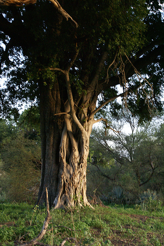 Black Ebony Tree 6