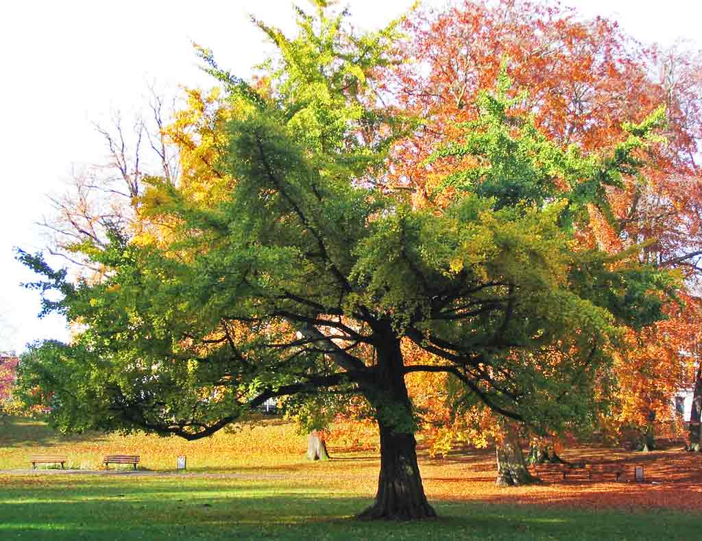 Ginko Tree: Striking Ginkgo Biloba Tree Changing Colors in Fall