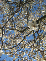 nice magnolia tree