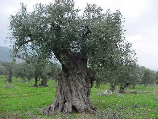 Olive Tree Pictures, General Information On Olive Trees