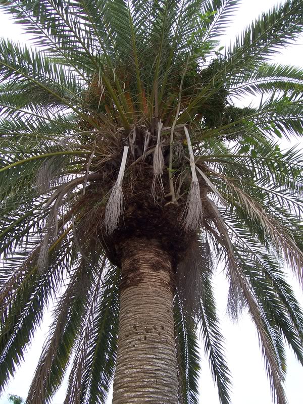 Date Palm Tree Pictures, Images, Photos of Date Palm Trees