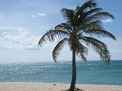 palm tree by the beach