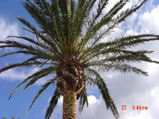palm tree pic