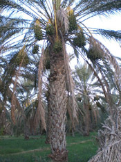 Palm Tree Image Pic