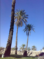 palm tree pictures