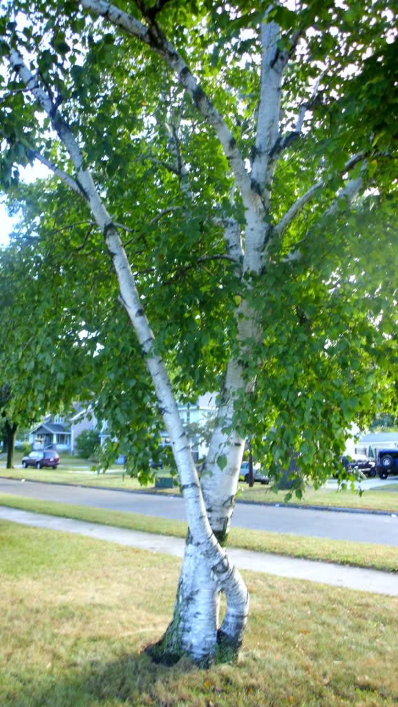 Paper Birch Tree Facts
