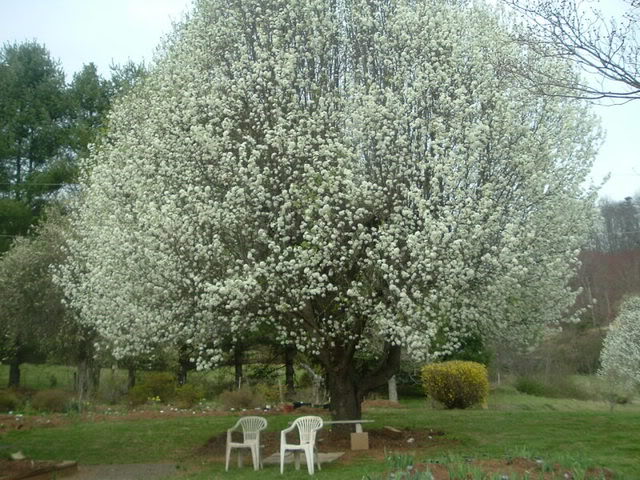 Pear Tree Pictures Images Phtos Info About Pear Trees