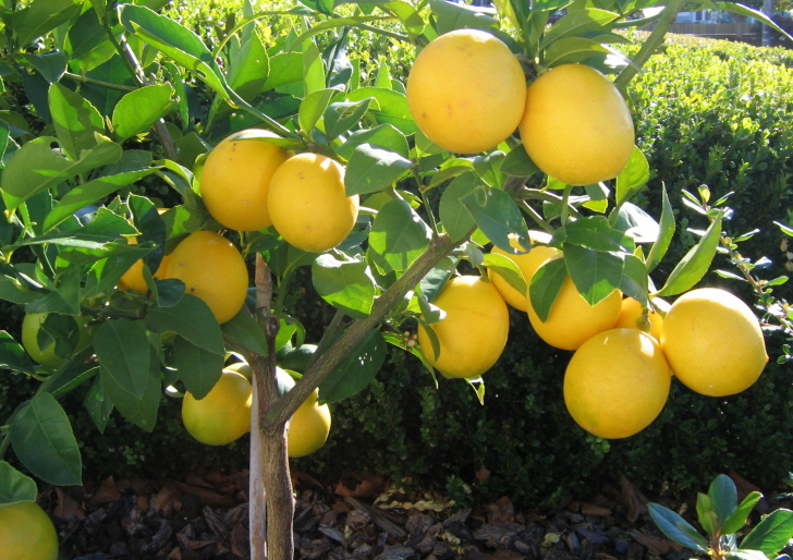 Pictures Of Lemon Trees 86