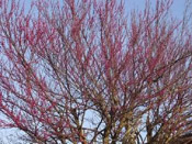 redbud branches