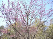 redbud tree image