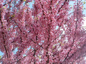 red bud tree picture