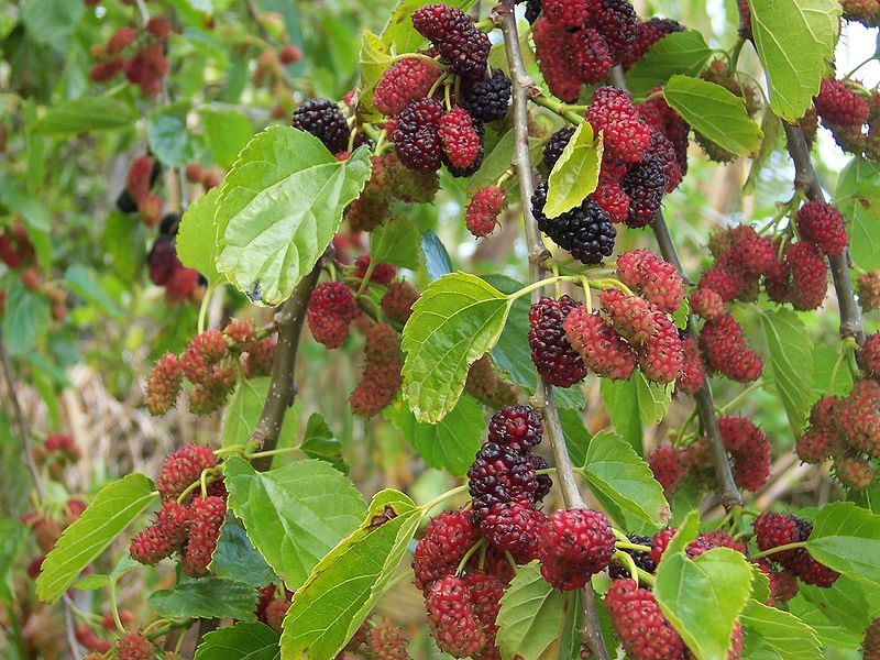 Mulberry Tree: Pictures, Images, Photos of Mulberry Trees
