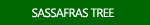 Sassafras Tree Images
