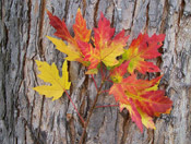 Maple Tree Pictures: Silver maple tree Type