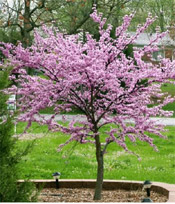 small red bud tree