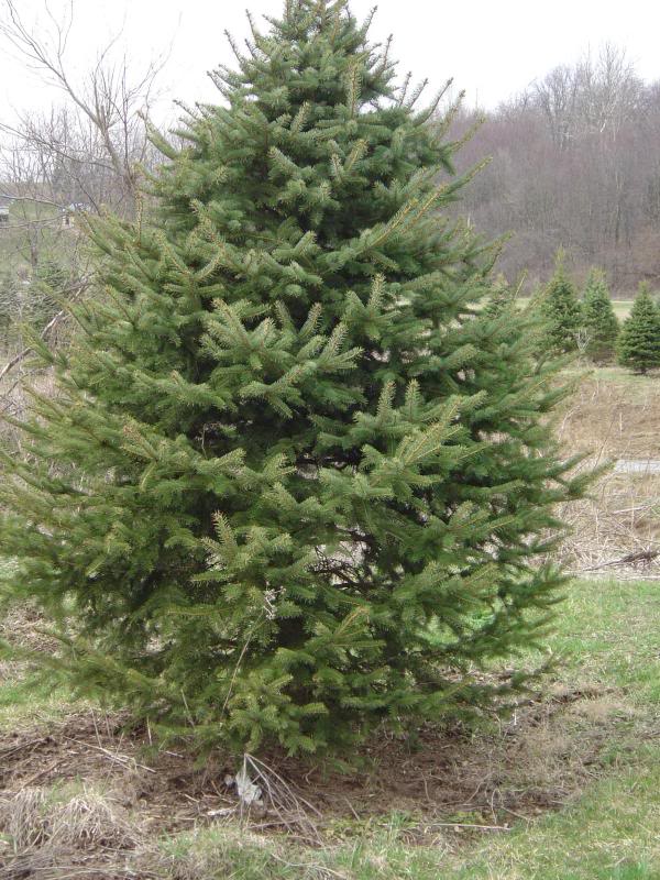 Spruce Tree: Pictures, Photos, Facts, Infor on Spruces