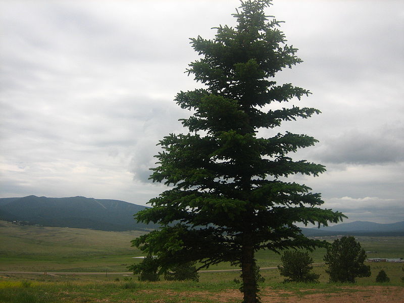 Spruce Tree: Pictures, Photos, Facts, Infor on Spruces