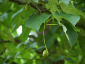 Davidia involucrata