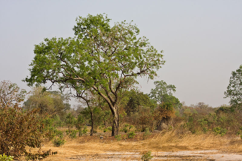 Mahogany Plantation