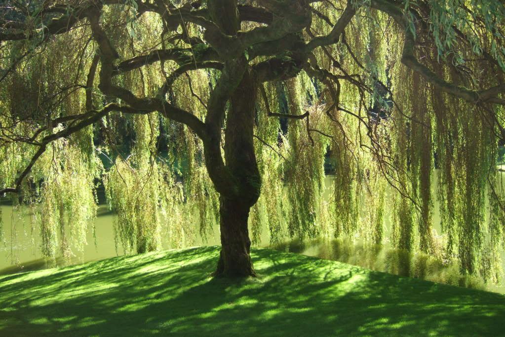 Willow Tree Pictures Photos Images Facts On Willow Trees