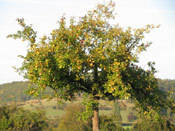 An Apple Tree