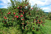 Pictures of an Apple Trees: Apple Fruit Tree with Ripe Red Apple Fruit