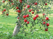Apple Tree Fruit, Photo of a Red Apples on an Apple Tree