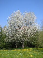 Apple Trees, Two Apple Trees in Bloom