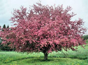 Apple Tree, Pink Apple Tree Blossoms