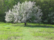Pictures of Apple Trees: Tree in Flower