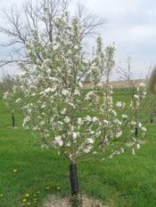 Apple Tree in Bloom