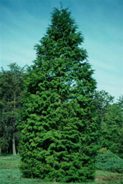 Arborvitae tree type