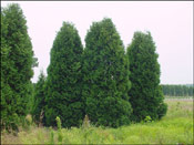 Arborvitae Image