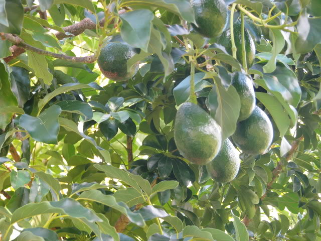 avocadotree5.jpg