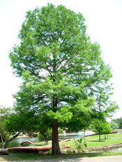 Bald Cypress Tree Image