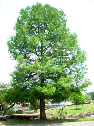 Bald Cypress Tree Pictures Facts On Bald Cypress Trees