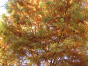 Bald Cypress Tree Picture