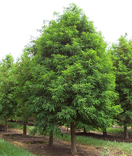 Bald Cypress Tree Pictures Facts On Bald Cypress Trees