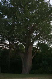 Bald Cypress Tree