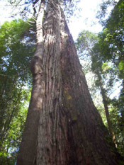 big sassafras tree