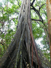 Big Ebony Tree