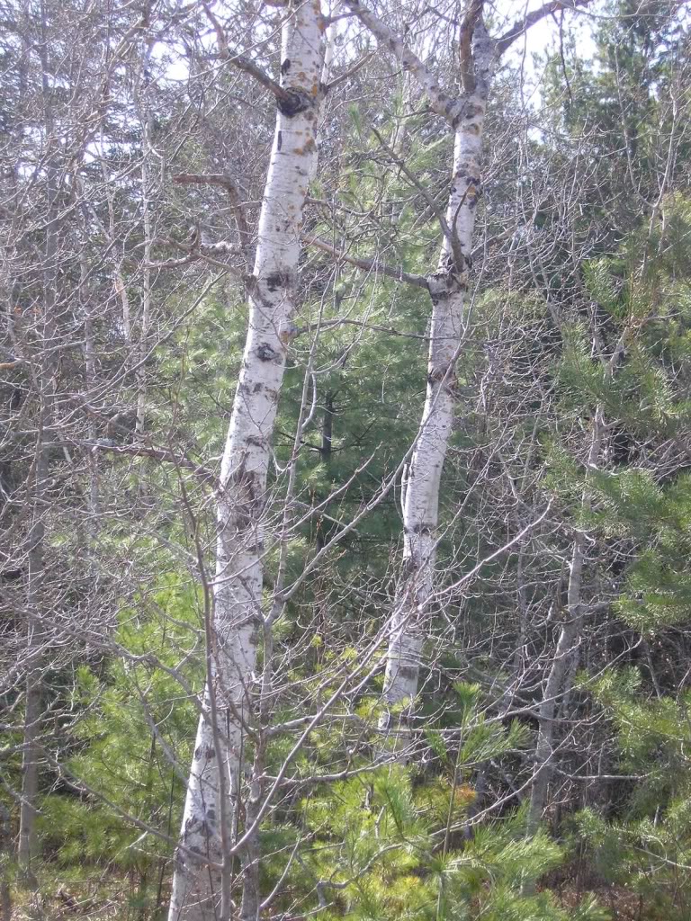 Birch Tree: Pictures, Images, Photos, Facts on Birch Trees